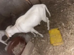 Mouton À Vendre Bakel 200000