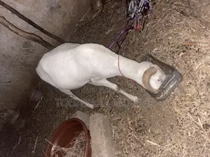 Mouton À Vendre Bakel 200000