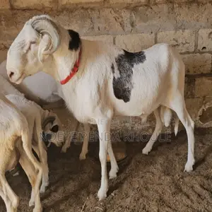 Mouton Ladoum d'Exception — Puissance, Noblesse Lignée Pure