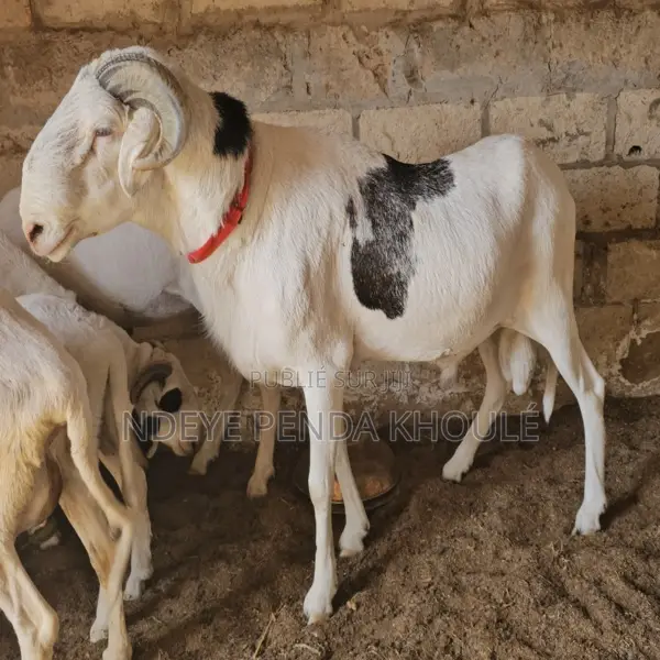 Mouton Ladoum d'Exception — Puissance, Noblesse Lignée Pure
