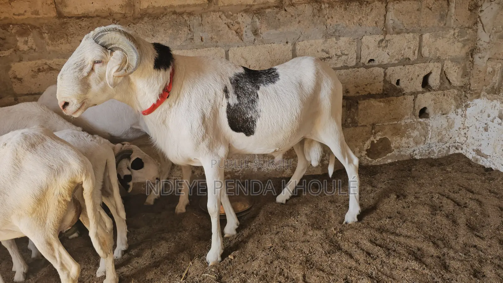 Mouton Ladoum d'Exception — Puissance, Noblesse Lignée Pure