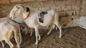 Mouton Ladoum d'Exception — Puissance, Noblesse Lignée Pure