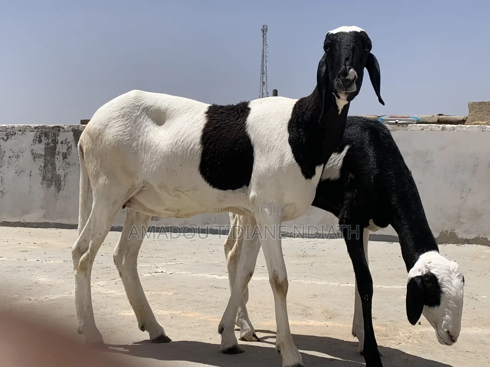 Mouton Ladoum