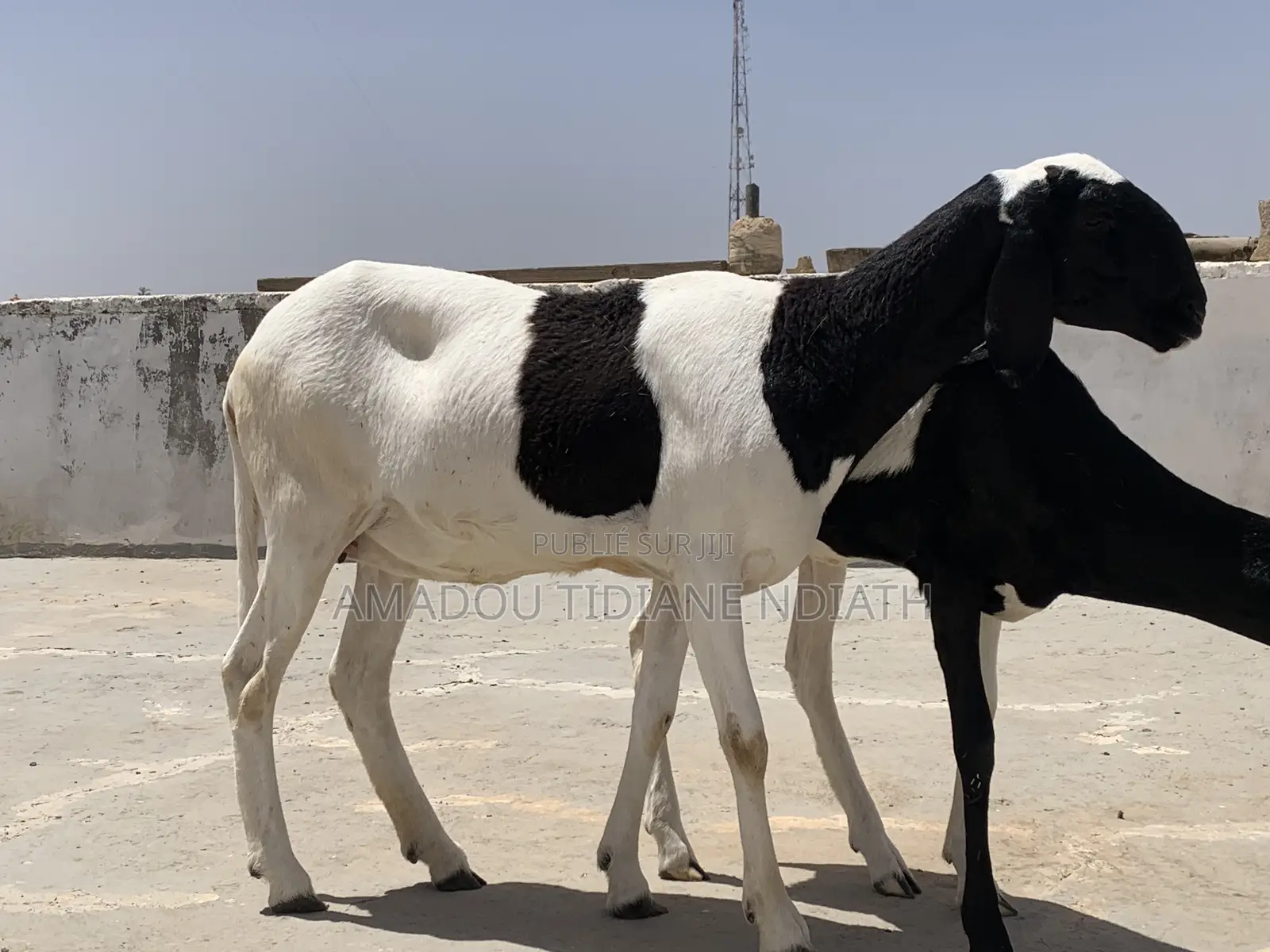 Mouton Ladoum