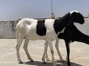 Mouton Ladoum