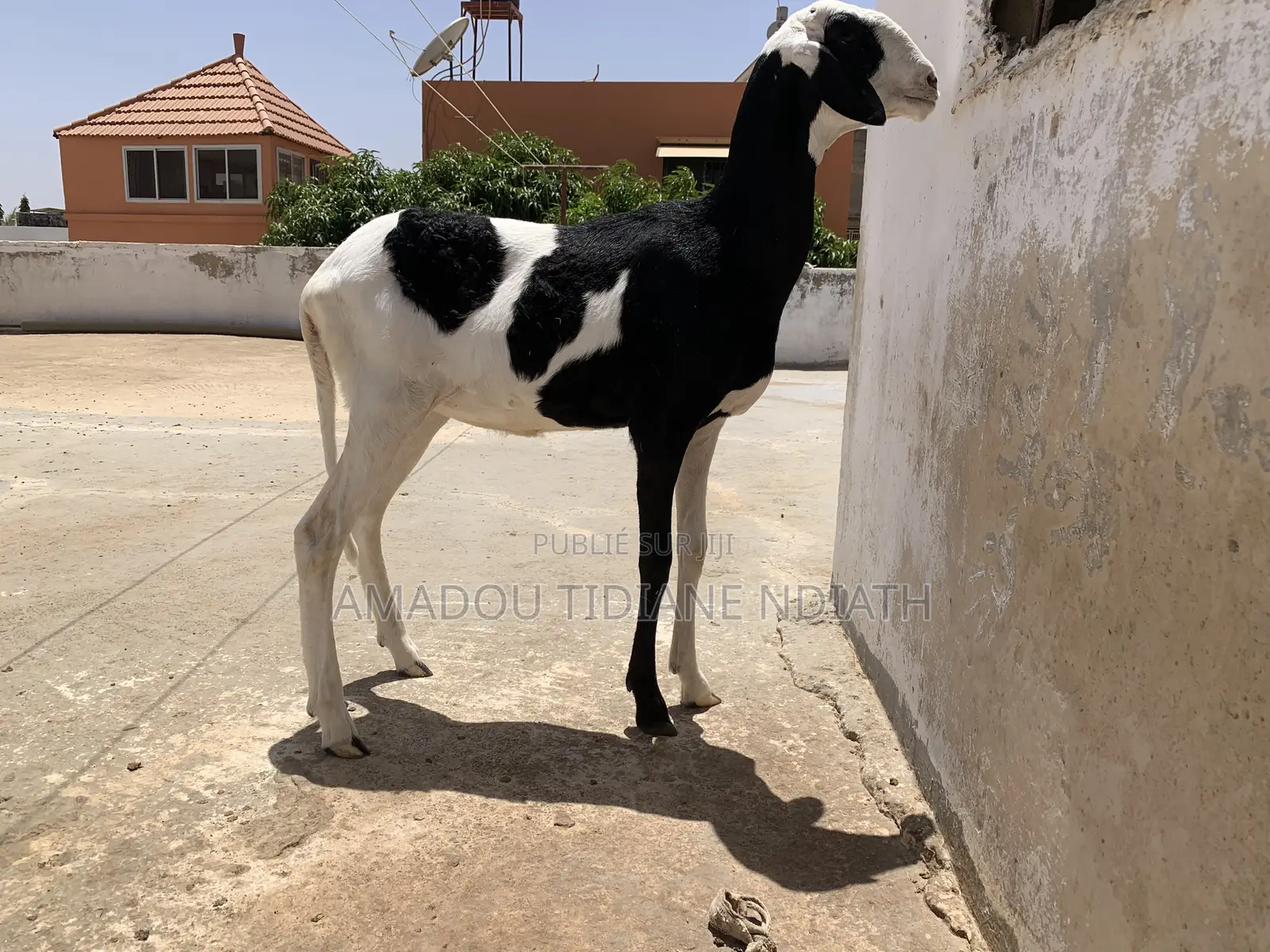 Mouton Ladoum