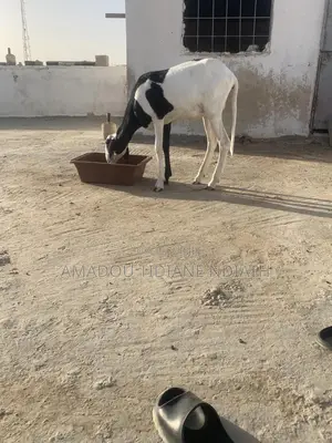 Mouton Ladoum