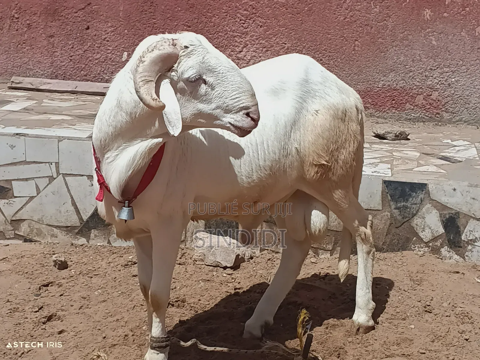 Mouton Kharaou Yaarr Pour Tabaski Ou Toudou