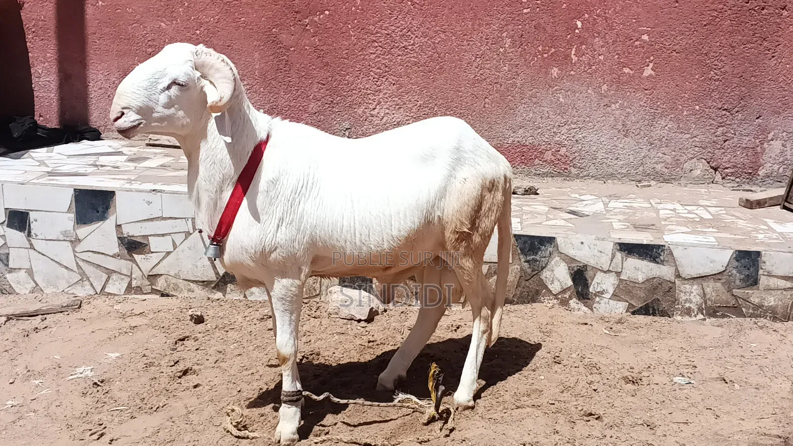 Mouton Kharaou Yaarr Pour Tabaski Ou Toudou