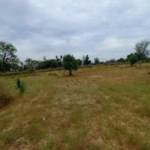 Terrain Agricole De 4.300 M2 Vers Tassette – Thiès