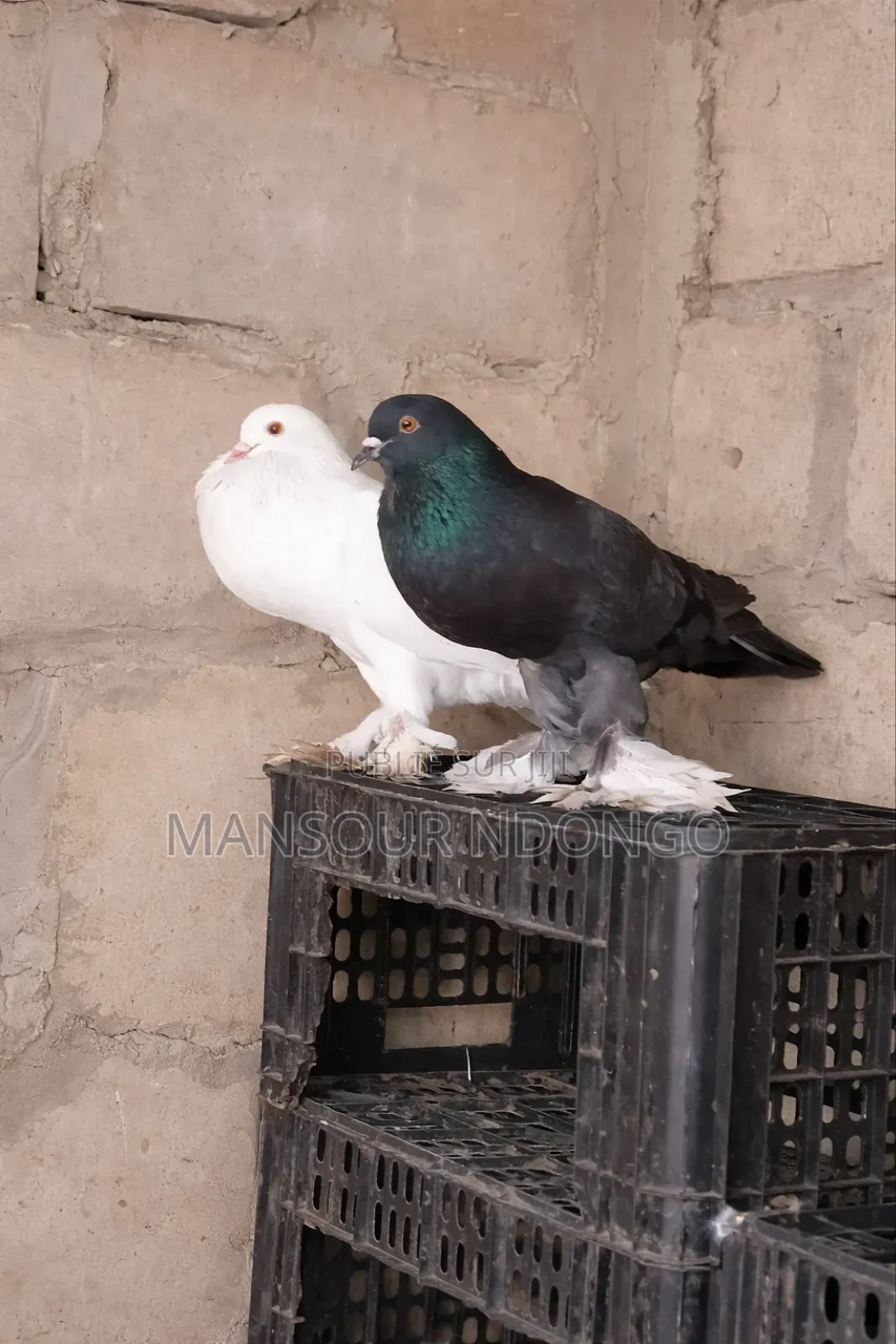 Pigeon Boulan
