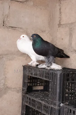 Pigeon Boulan