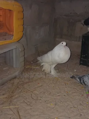 Pigeon Boulan