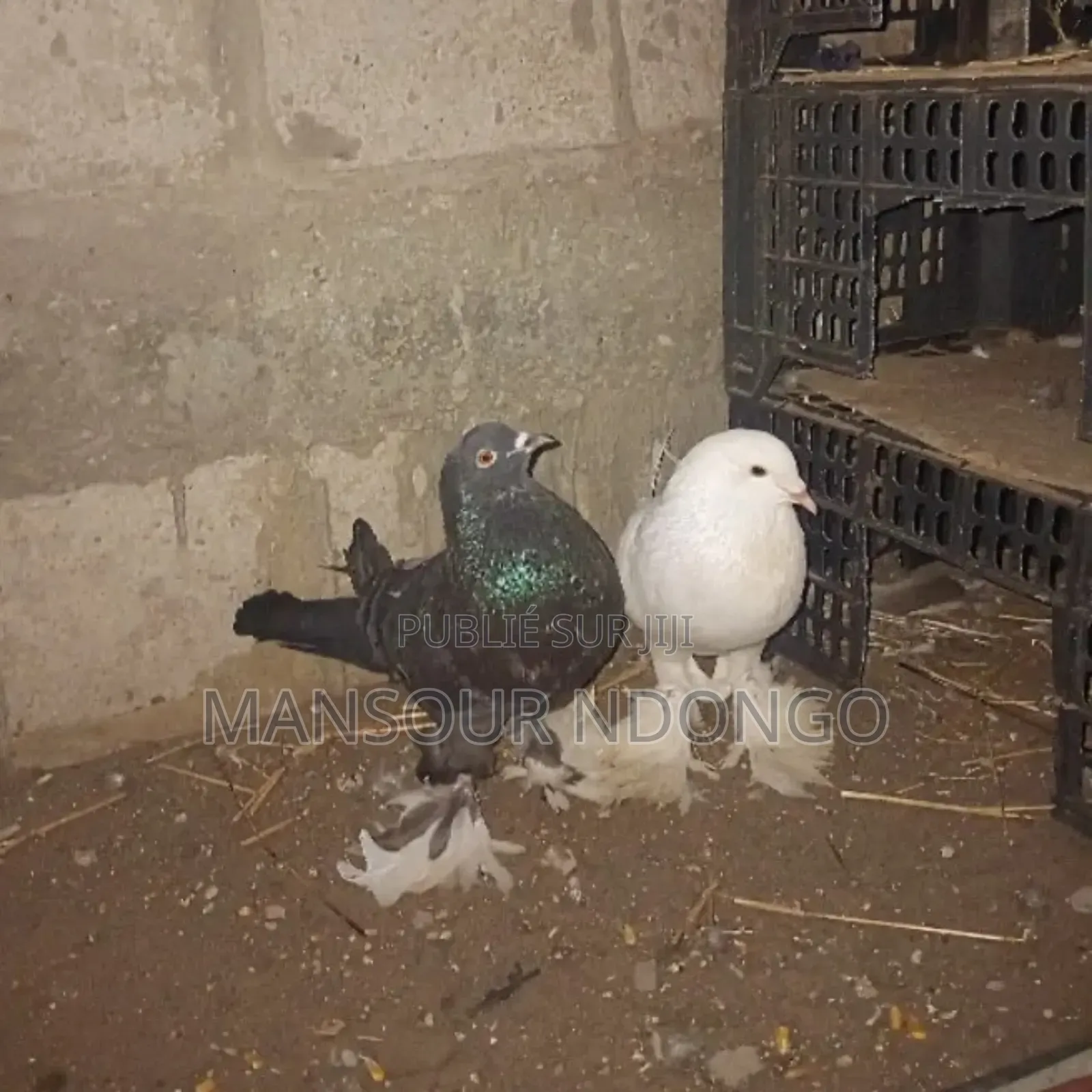 Pigeon Boulan