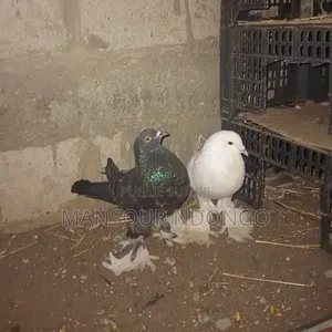 Pigeon Boulan
