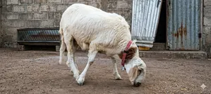 Mouton Mathieu Soudanies
