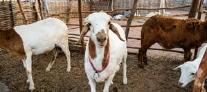 Mouton Mathieu Soudanies