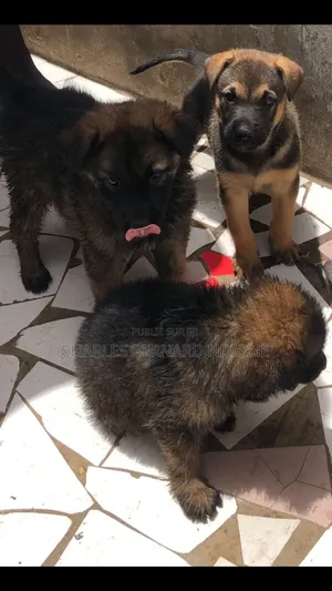 1-3 mois Homme Pure race Dutch Shepherd