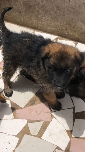 1-3 mois Homme Pure race Dutch Shepherd