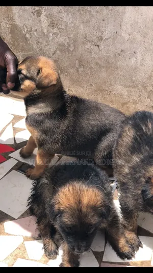 1-3 mois Homme Pure race Dutch Shepherd