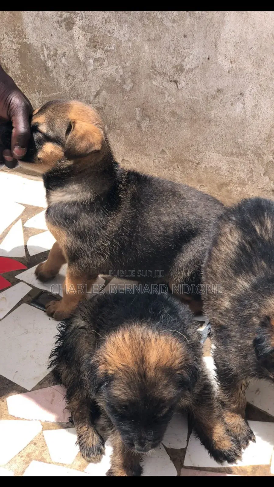 1-3 mois Homme Pure race Dutch Shepherd
