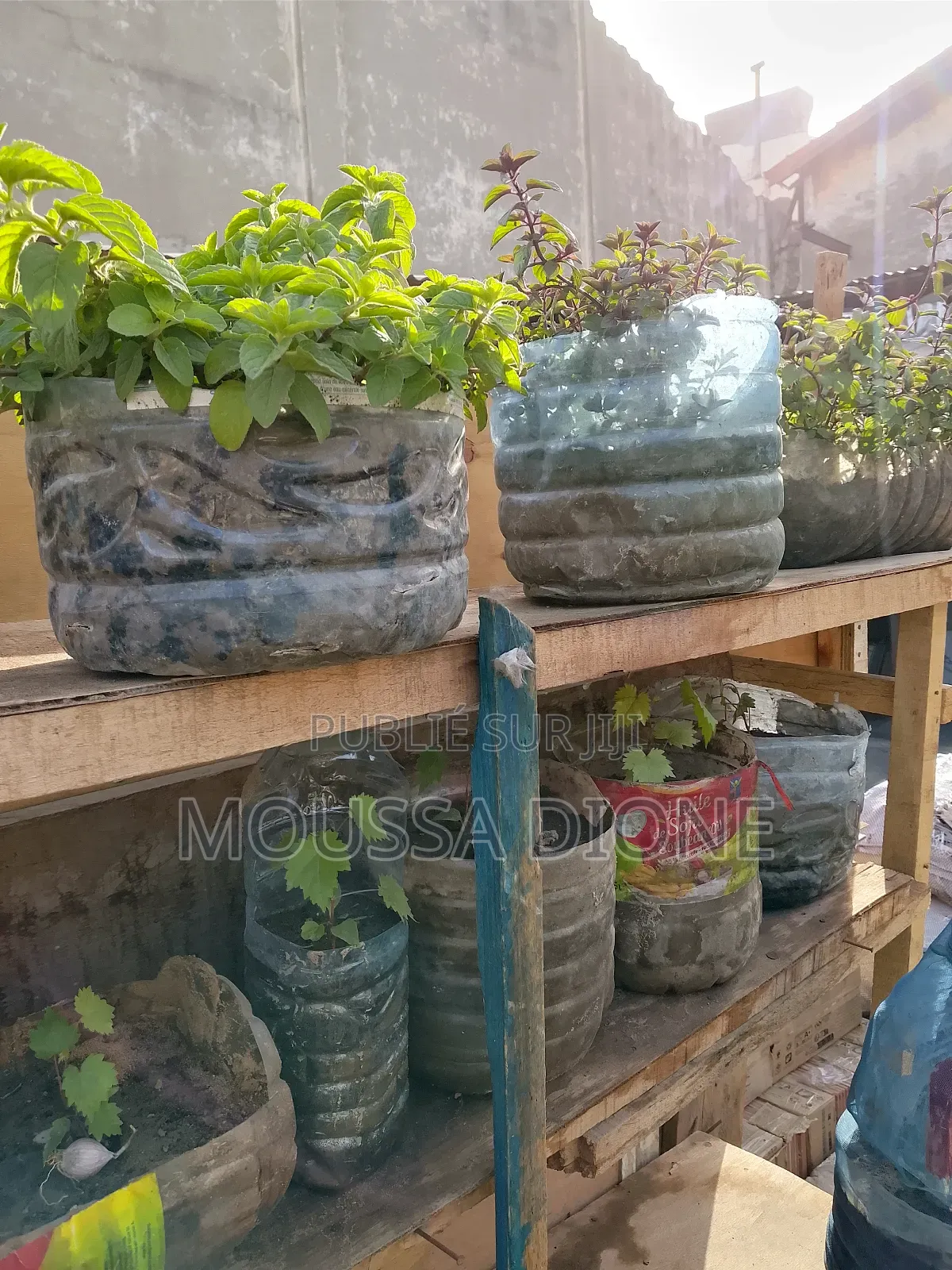 Plantes d'Orangers De Raisins De Papayers Et De Nana