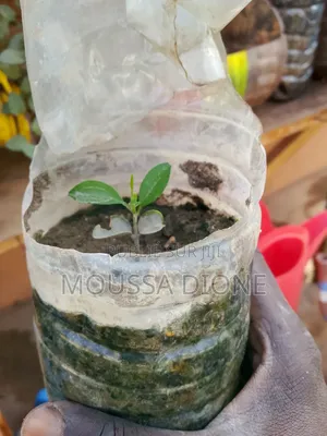 Plantes d'Orangers De Raisins De Papayers Et De Nana
