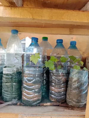 Plantes d'Orangers De Raisins De Papayers Et De Nana