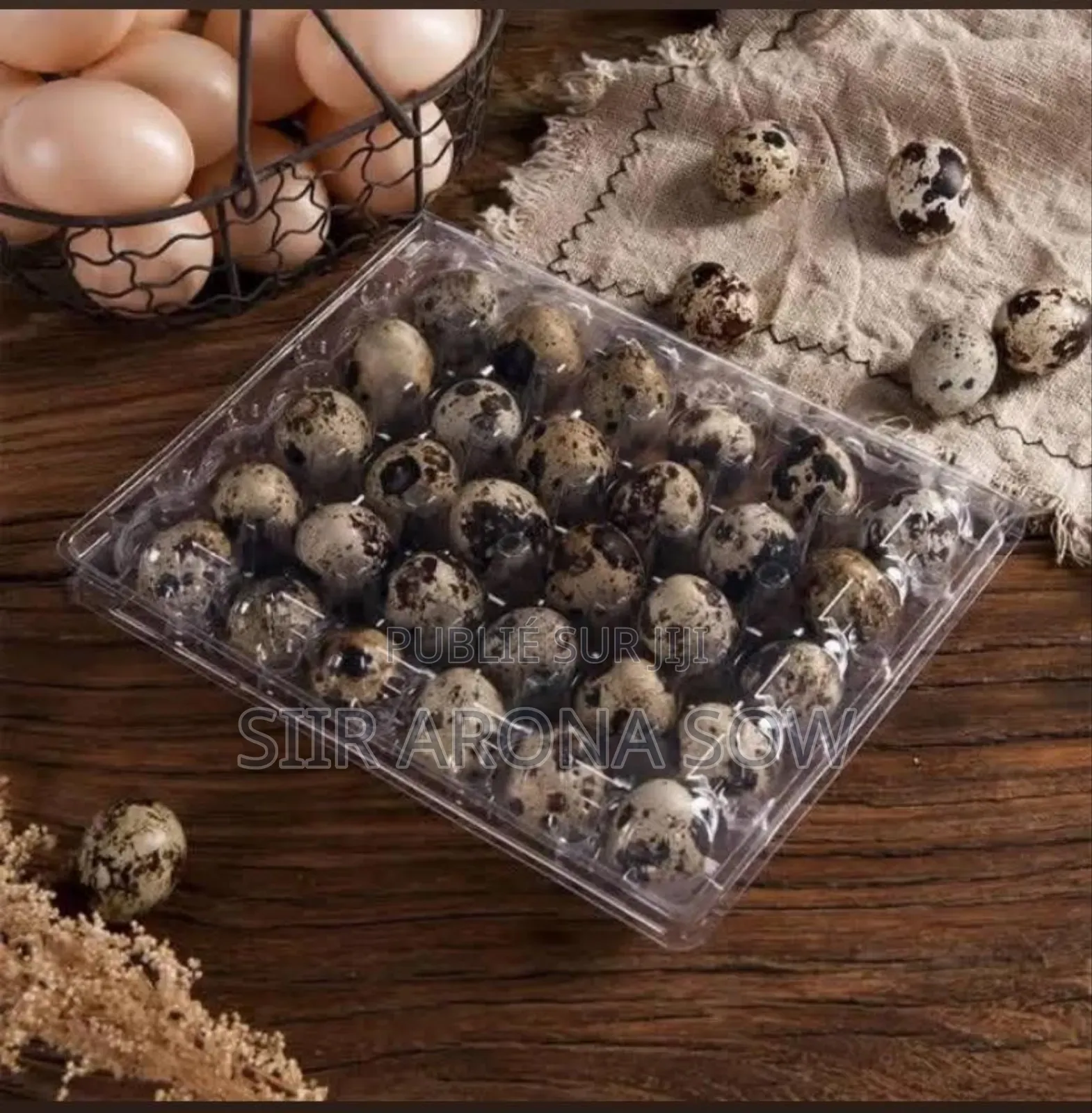 Oeufs De Cailles Fécondé Pour Incubation