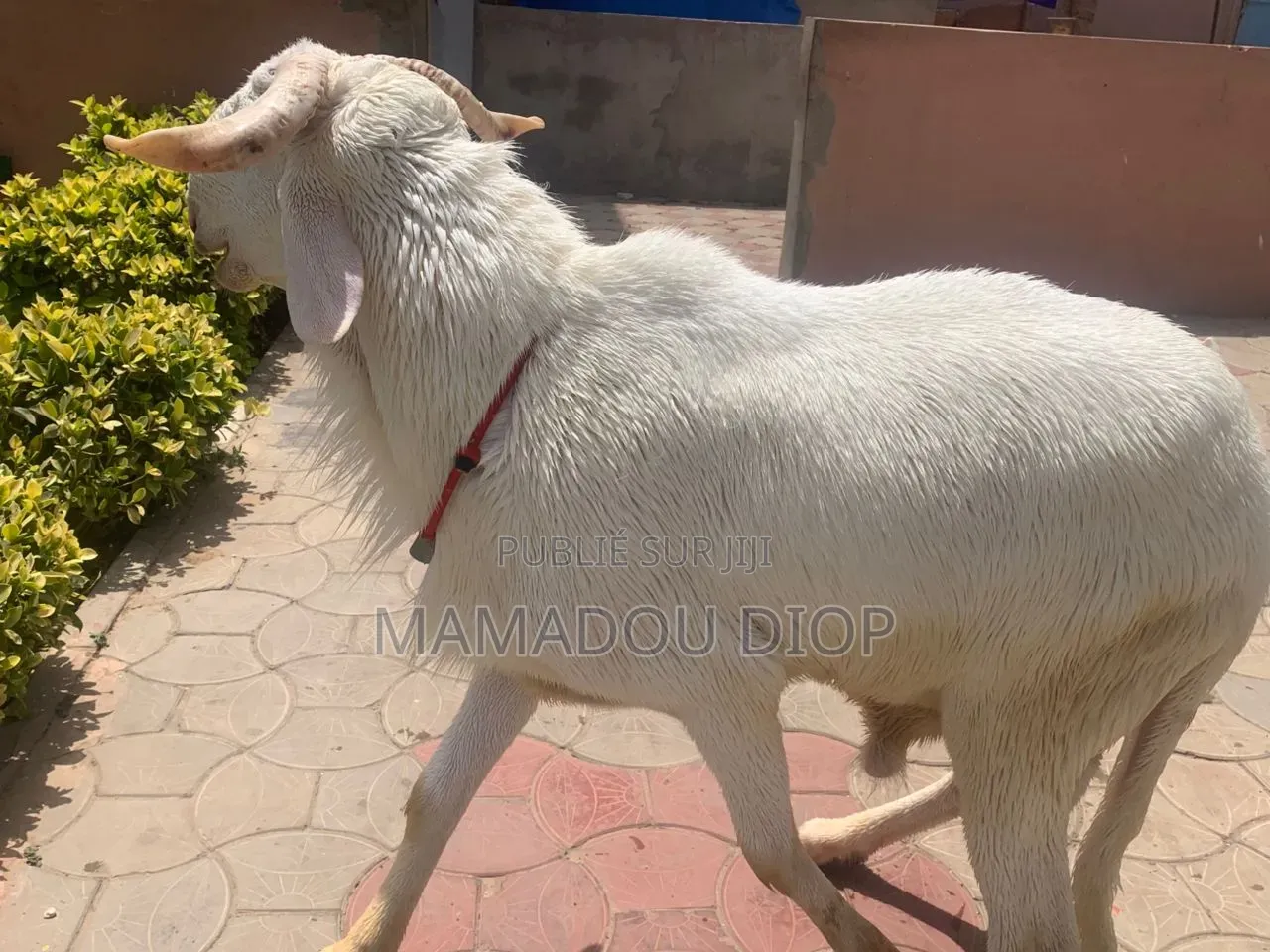 Mouton À Vendre