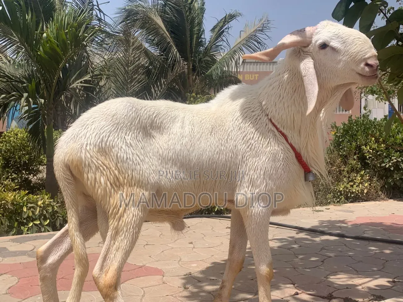 Mouton À Vendre