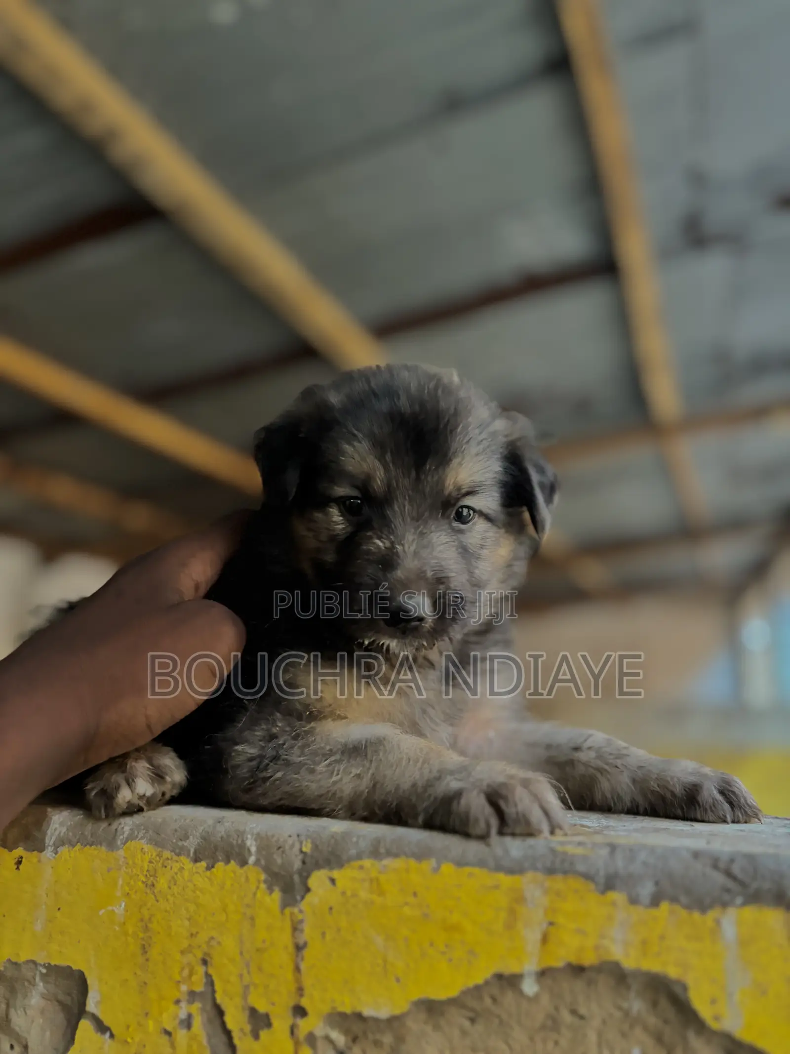 0-1 mois Femme Pure race Belgian Sheepdog