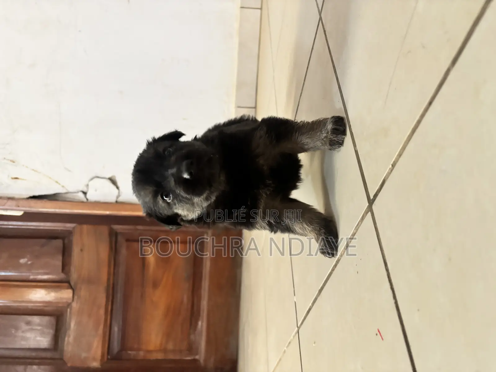 0-1 mois Femme Pure race Belgian Sheepdog