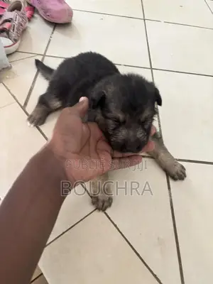0-1 mois Femme Pure race Belgian Sheepdog
