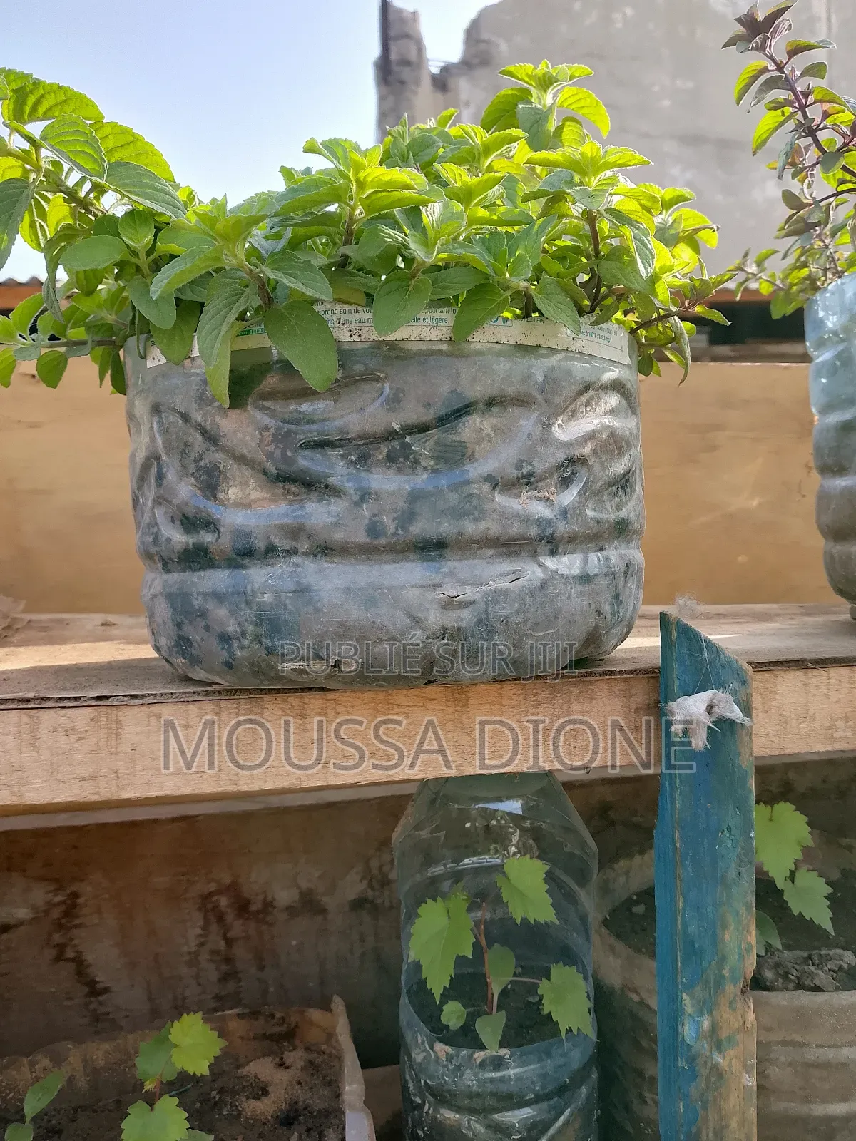 Plantes Fruitières