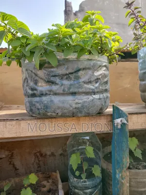 Plantes Fruitières
