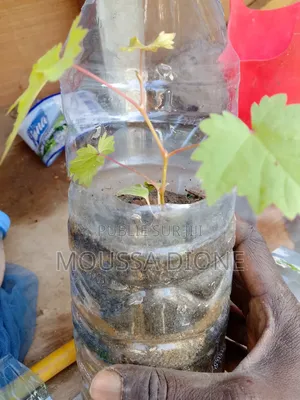 Plantes Fruitières