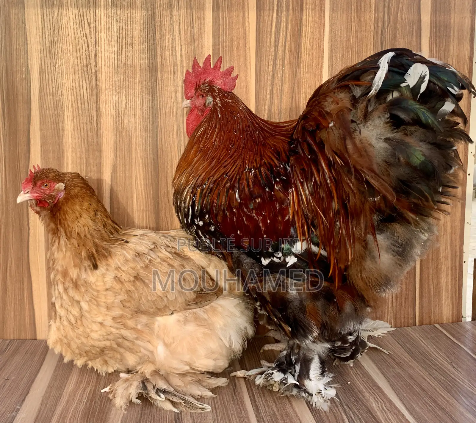 Cochin Porcelaine