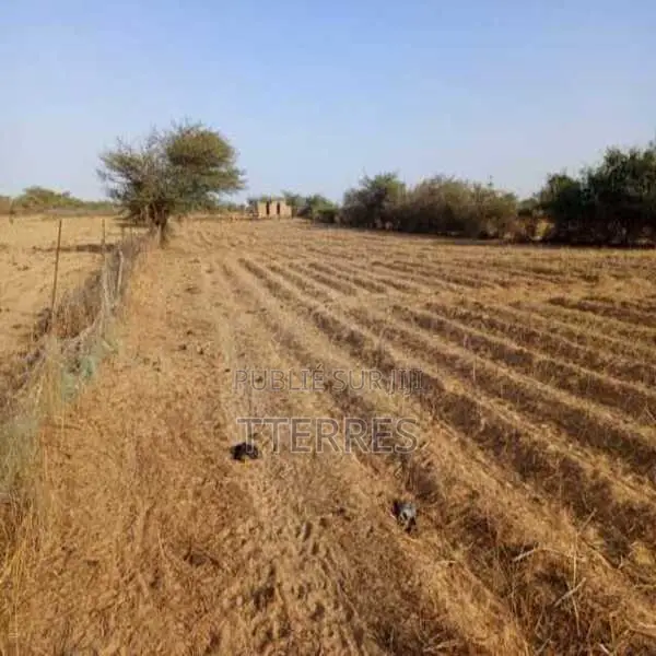 Verger De 2,55 Hectares Vers Diama – Saint – Louis