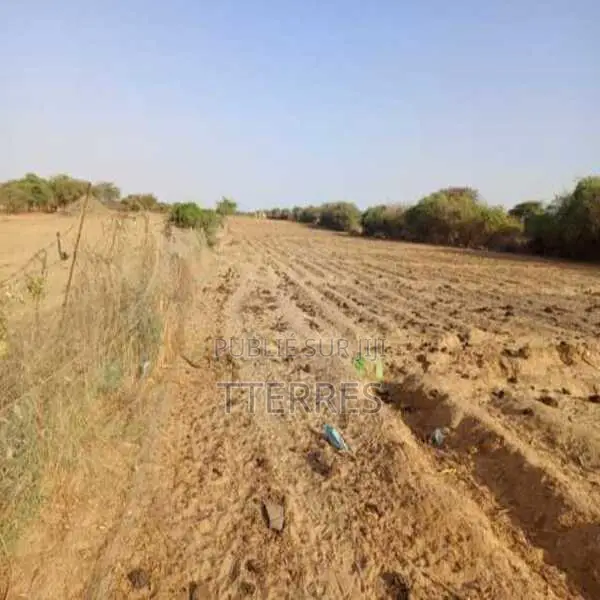 Verger De 2,55 Hectares Vers Diama – Saint – Louis