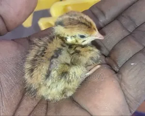 Poussins De Cailles