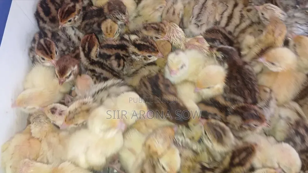 Poussins De Cailles