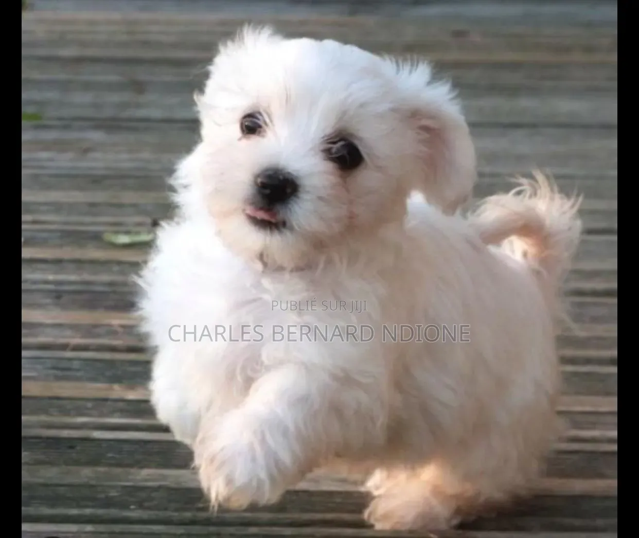 1-3 mois Homme Pure race Bichon Frise