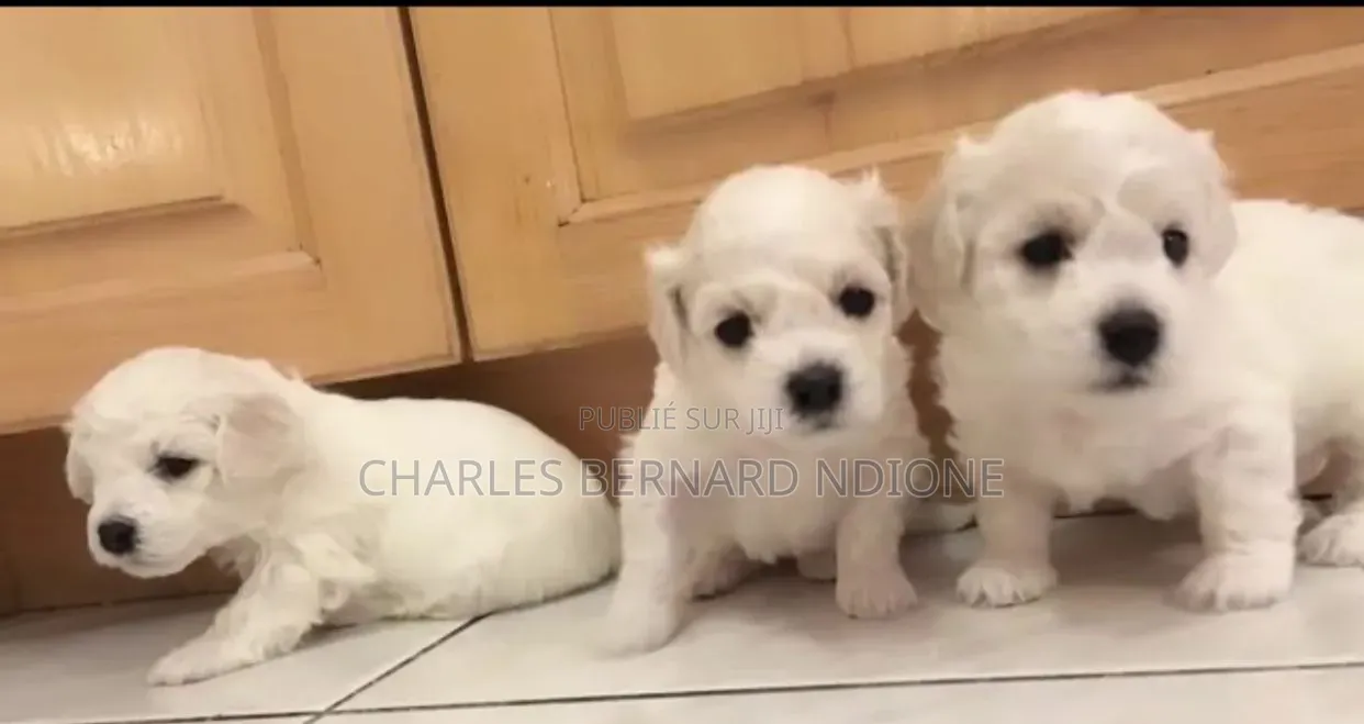 1-3 mois Homme Pure race Bichon Frise