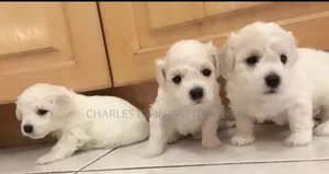 1-3 mois Homme Pure race Bichon Frise