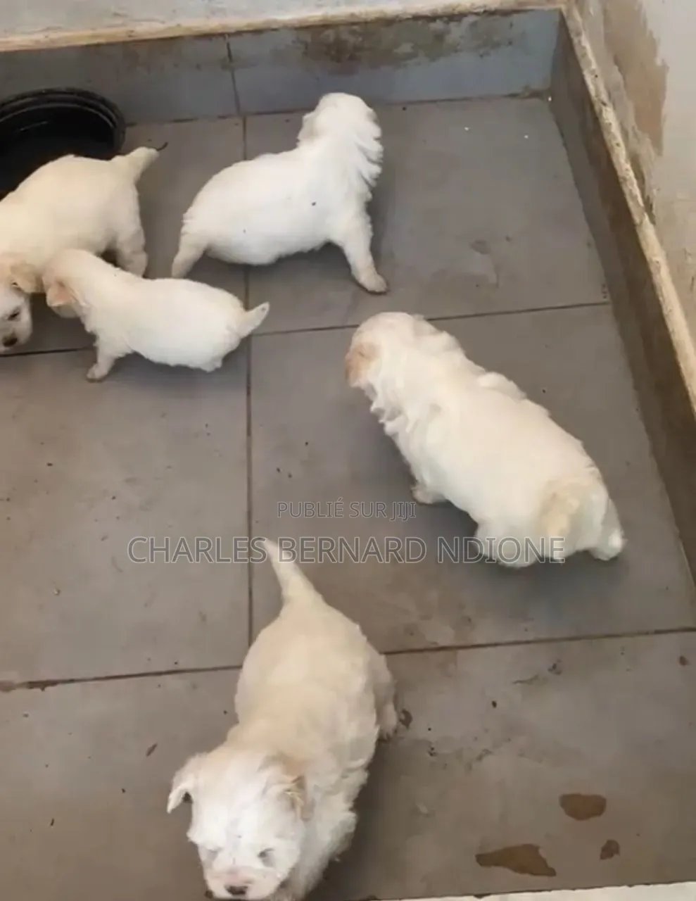 1-3 mois Homme Pure race Bichon Frise