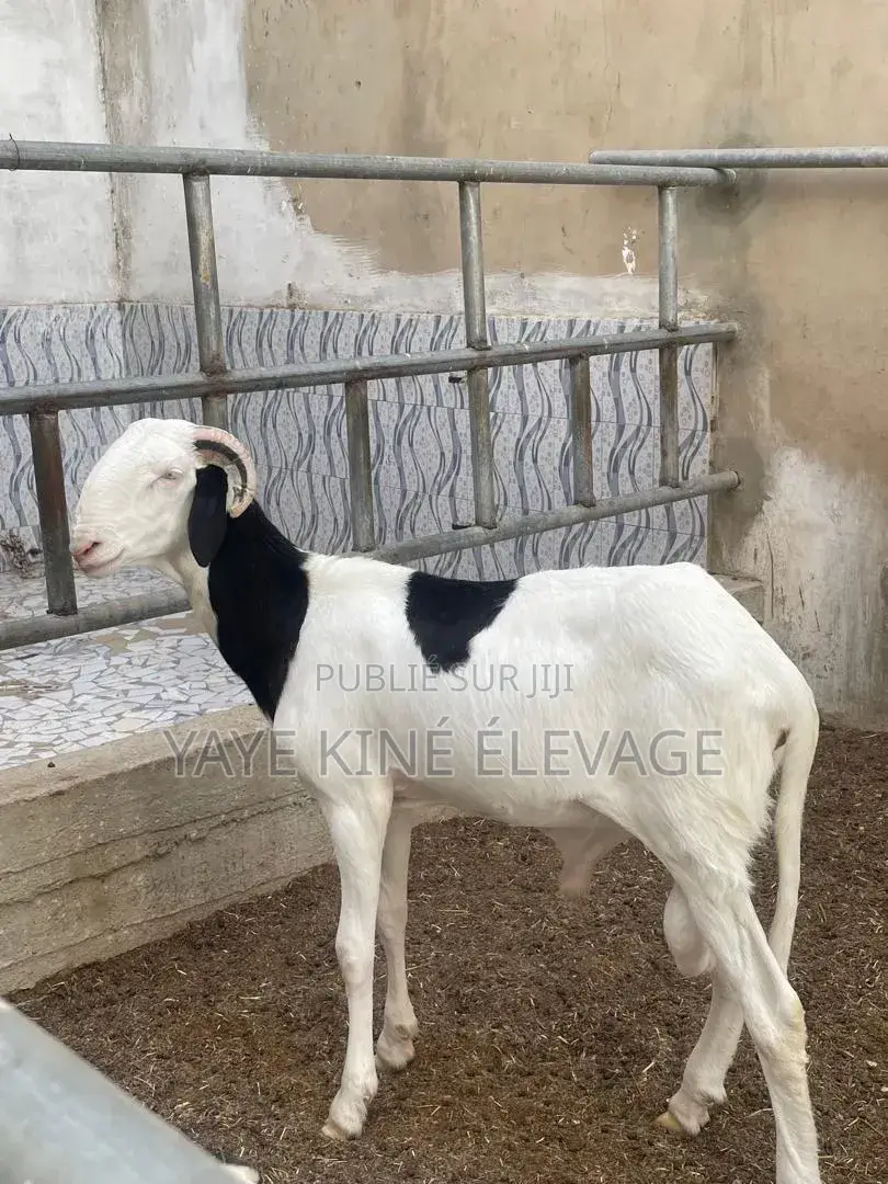 Mouton Ladoum