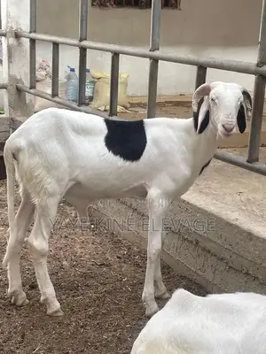 Mouton Ladoum