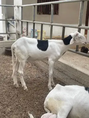 Mouton Ladoum