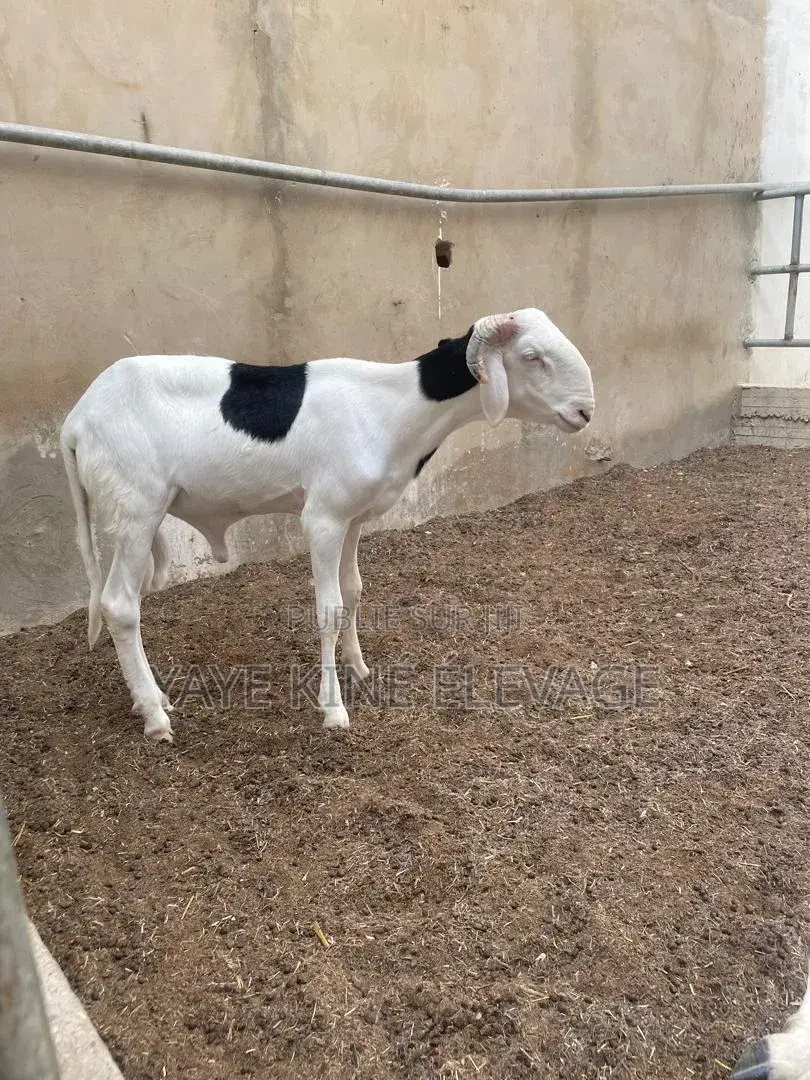 Mouton Ladoum